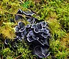 The "Black Chanterelle" mushroom, Polyozellus multiplex