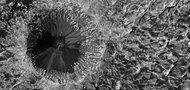 Close view of crater on floor of Danielson, as seen by HiRISE