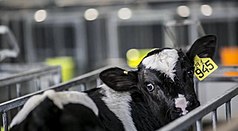 A tightly cropped image of a black and white calf in a narrow metal cage, facing away but turning its head back towards the camera to show a large yellow tag in its left ear, with "945" printed in large letters and "19.1" handwritten above. The calf also has a metal clip on its right ear. The cage appears much narrower than the calf's spine is long, preventing it from turning around freely. Out of focus in the background, the fronts of several more cages are visible.