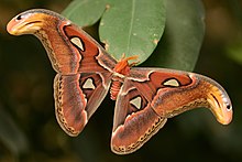 Atlas moth, Attacus atlas