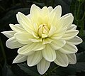 'Cameo' (Waterlily)