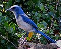 Image 24The Florida scrub jay is found only in Florida (from Geography of Florida)