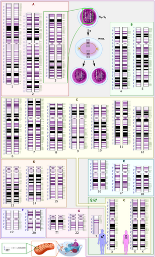 Human karyotype with annotated bands and sub-bands as used for the nomenclature of chromosome abnormalities. It shows dark and white regions as seen on G banding. Each row is vertically aligned at centromere level. It shows 22 homologous autosomal chromosome pairs, both the female (XX) and male (XY) versions of the two sex chromosomes, as well as the mitochondrial genome (at bottom left).