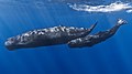 Image 37The sperm whale is the largest toothed animal on Earth. The species was hunted extensively by humans throughout history, until protected by a worldwide moratorium on whaling starting in 1985–86.