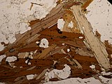 Biotite (in brown) and muscovite in an orthogneiss thin section under plane-polarized light.