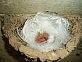 Chicks and eggs in a nest with horse-hair lining