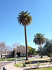 Tall, old Canary Island date palm in Phoenix, Arizona