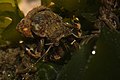 Hairy hermit crab(Pagurus hirsutiusculus)