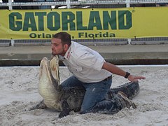 Alligator wrestling