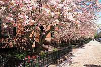 Magnolias, Commonwealth Avenue, 2013