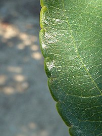 Leaf margin