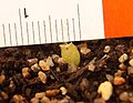 Three-week-old seedling