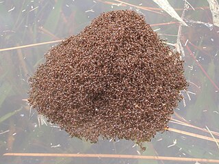A floating plate of ants, the dream of all anteaters. These fire ants are trying to find dry land after having been displaced by rapidly rising water.