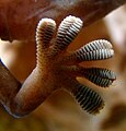 Close-up of the underside of a gecko's foot as it walks on a glass wall (spatula: 200 × 10–15 nm)