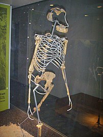 Reconstructed skeleton of an Australopithecus afarensis ("Lucy")