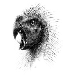Schwarz-weiß-Zeichnung eines gefiederten Dinosaurierkopfes
