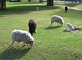 Schafe in Nunspeet