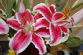 Oriental Hybrid Lily - Lilium orientalis 'Stargazer'