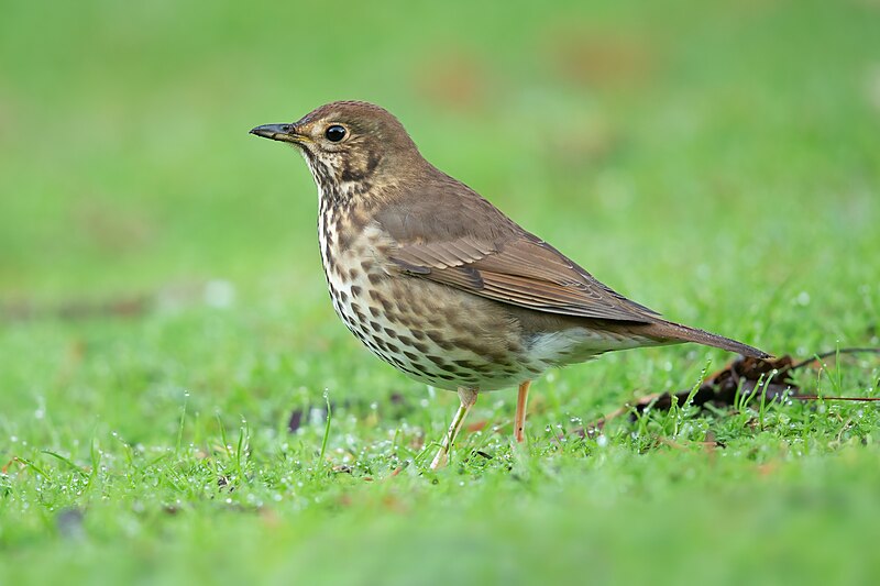 Song Thrush (Turdus philomelos), Western Springs Lakeside Park, Auckland, New Zealand