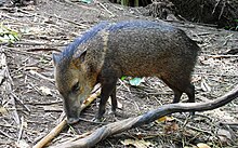 A small boar smells the ground in a dry area were some branches are laying