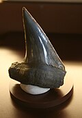 Fossil tooth from Cretaceous deposits in New Jersey