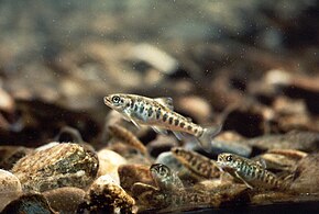 The fry become parr, and pick home rocks or plants in the streambed from which they dart out to capture insect larvae and other passing food