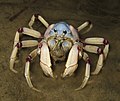 Light-blue Soldier Crab