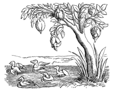 Goose barnacles turning into barnacle geese in Sebastian Münster's 1552 Cosmographia
