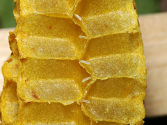 Honey bee eggs shown in opened wax cells