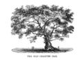 Image 32The Charter Oak in Hartford (from History of Connecticut)