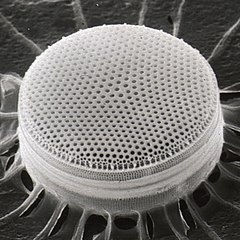 Centric diatom (radial symmetry)