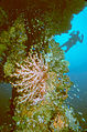 Diver and soft corals next to the mast of the Hoki Maru