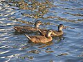 Mallard ducks swim in the Halifax River near City Island.