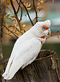 Image 21 Long-billed Corella Photo credit: Noodle snacks The Long-billed Corella (Cacatua tenuirostris) is a cockatoo native to Australia. The species can be found in the wild around western Victoria and southern New South Wales. Feral populations have sprung up in Sydney, Perth and Hobart from the release of unwanted birds. This has serious implications in Western Australia where they may hybridize with the endangered southern race of the Western Corella. More selected pictures