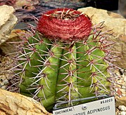 Example of a Melocactus (Turk's cap), which gives the islands half their name and appears in the coat of arms