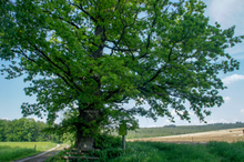 Der Odenwaldbaum, Naturdenkmal in Kimbach