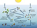 Image 78 Bacterioplankton and the pelagic marine food web Solar radiation can have positive (+) or negative (−) effects resulting in increases or decreases in the heterotrophic activity of bacterioplankton. (from Marine prokaryotes)