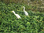 Cattle egrets among I. aquatica in Norzagaray, Philippines