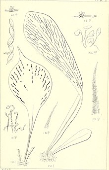 drawings of several undivided fern fronds, spindle-shaped to elliptical, with long sori underneath following slightly netted veins