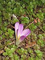 Colchicum montanum