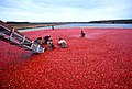 Image 25Cranberry harvest (from New Jersey)