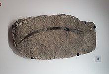 Ctenacanthus sp fin spine fossil