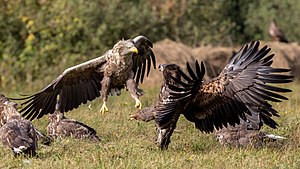 White-tailed eagles fighting