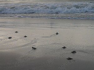 A public release of Kemp's ridley sea turtle hatchlings at Padre Island NS
