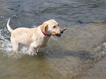A yellow Labrador Retriever fetching a stick from a beach.