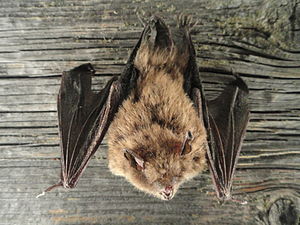 Wasserfledermaus (Daubenton's bat)