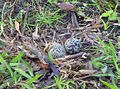 Nest of V. c. lampronotus with small clutch