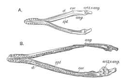 mandible of Peloneustes compared to "Pliosaurus" andrewsi, both seen from above