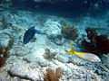 A midnight parrotfish and a yellowtail snapper swimming on Molasses Reef