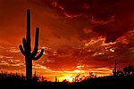 A crested saguaro Silhouette at sunset